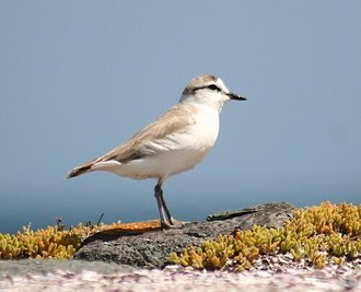 Pluvier à front blanc (Charadrius marginatus)