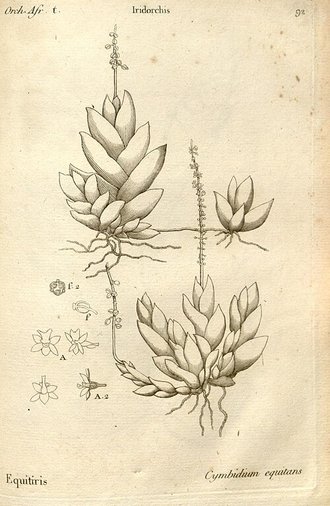 Oberonia disticha