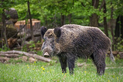 Sanglier (Sus scrofa)