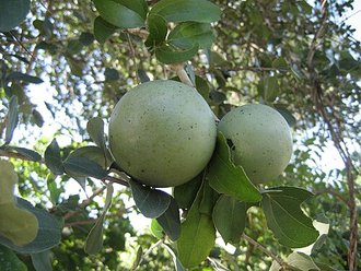 Strychnos madagascariensis