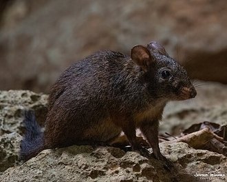 Nesomys lambertoni