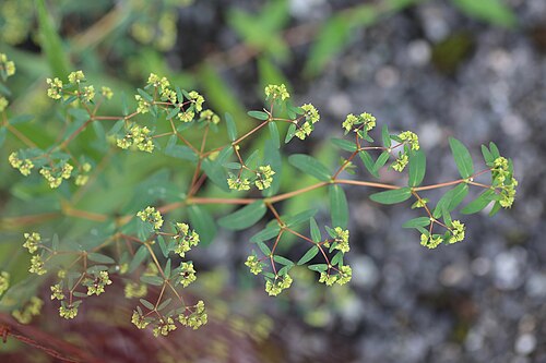 Euphorbia hyssopifolia