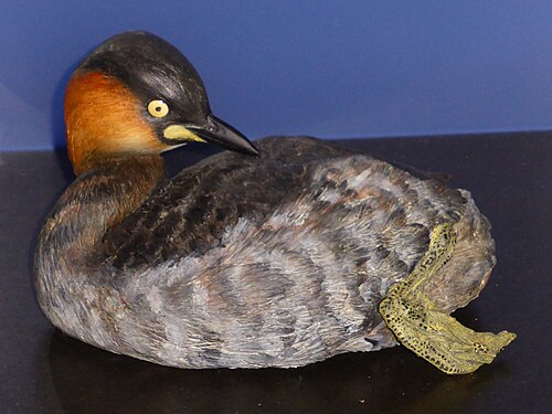 Grèbe roussâtre (Tachybaptus rufolavatus)