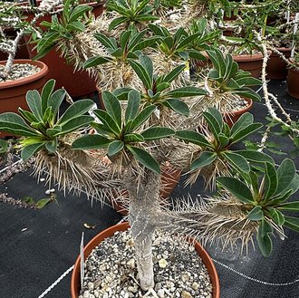 Euphorbia guillauminiana