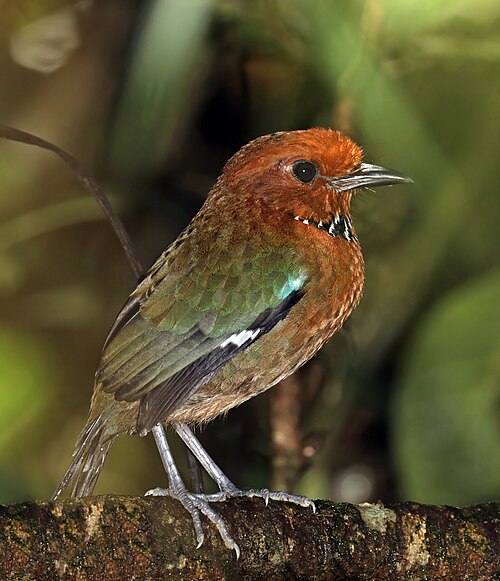 Brachyptérolle de Crossley (Atelornis crossleyi)