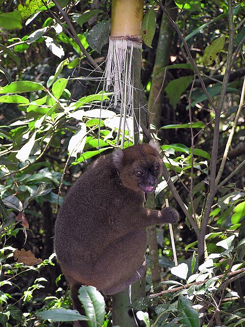 Grand hapalémur (Prolemur simus)