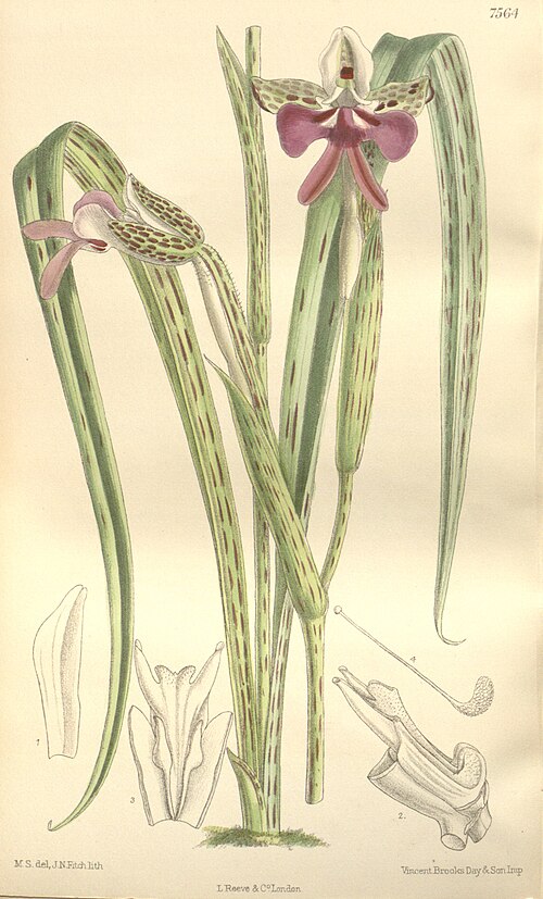 Cynorkis uniflora