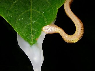 Guibemantis depressiceps