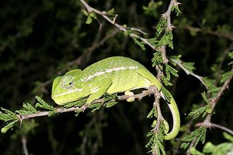 Furcifer major