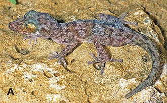 Paroedura hordiesi