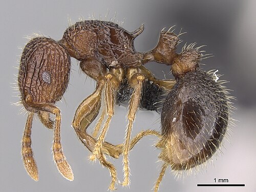 Tetramorium gollum