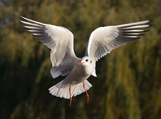 Mouette rieuse (Chroicocephalus ridibundus)