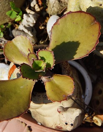 Kalanchoe synsepala
