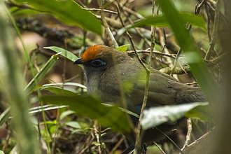 Coua de Reynaud (Coua reynaudii)