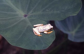 Heterixalus punctatus