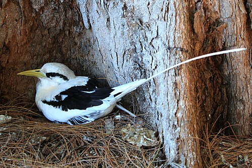 Phaéton à bec jaune (Phaethon lepturus)