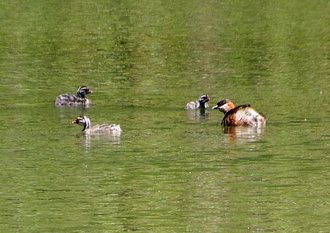 Grèbe malgache (Tachybaptus pelzelnii)