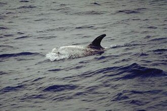 Dauphin de Risso (Grampus griseus)