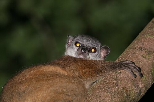 Lepilemur scottorum