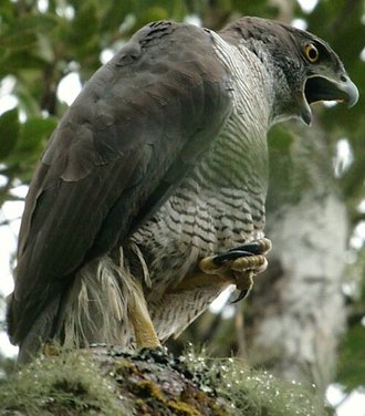 Autour de Henst (Accipiter henstii)