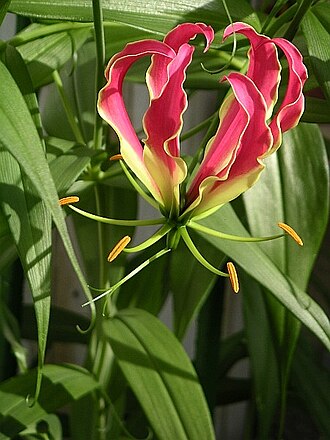 Gloriosa superba