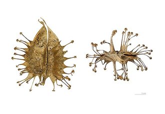 Uncarina ankaranensis