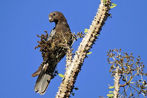 Perroquet noir (Coracopsis nigra)