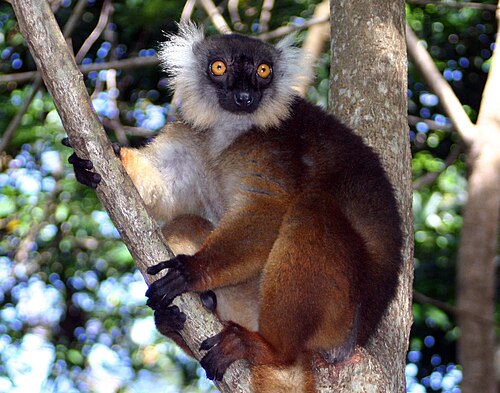 Lémur noir (Eulemur macaco)