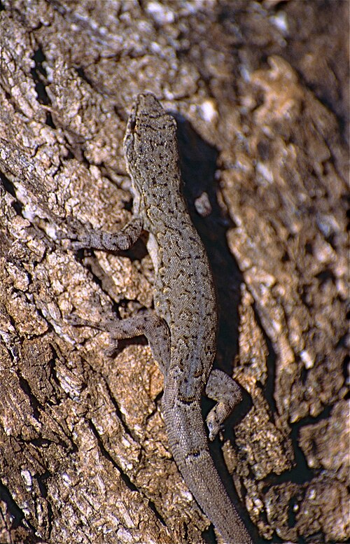 Lygodactylus pictus