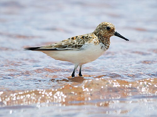 Bécasseau sanderling (Calidris alba)