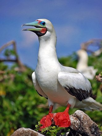 Fou à pieds rouges (Sula sula)