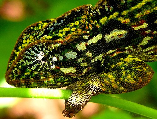 Furcifer lateralis