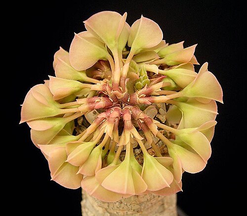 Euphorbia alfredii