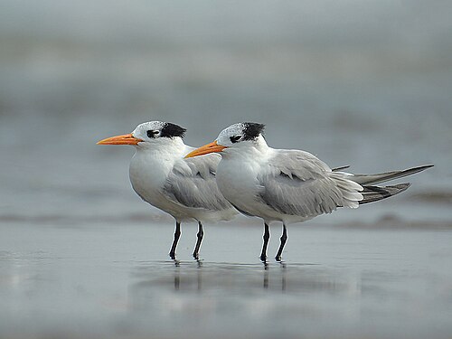 Sterne voyageuse (Thalasseus bengalensis)