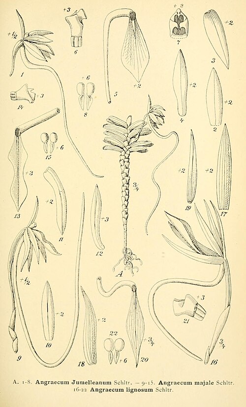 Jumellea lignosa