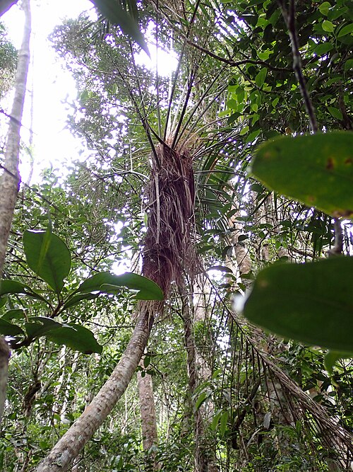 Dypsis fibrosa
