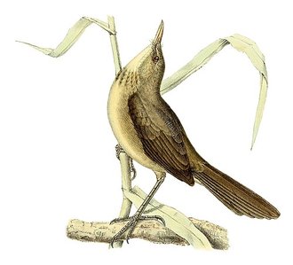 Rousserolle de Newton (Acrocephalus newtoni)