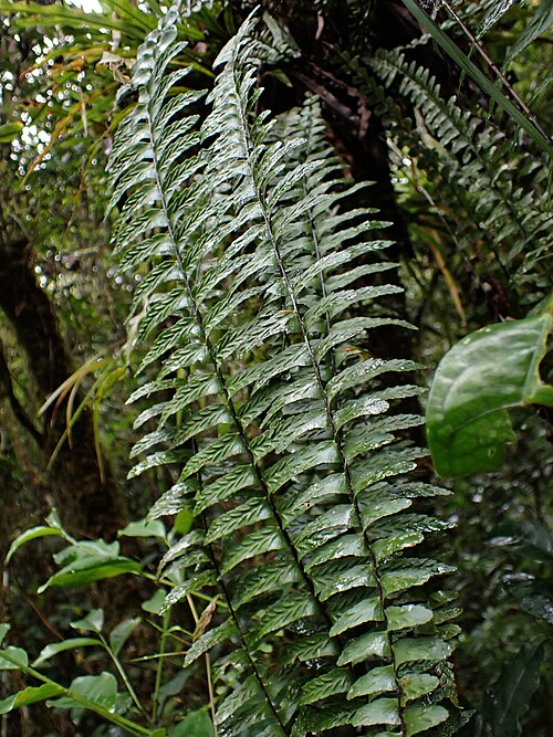 Asplenium pellucidum
