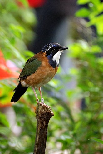 Brachyptérolle pittoïde (Atelornis pittoides)