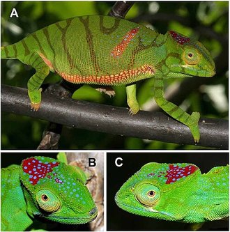 Furcifer timoni