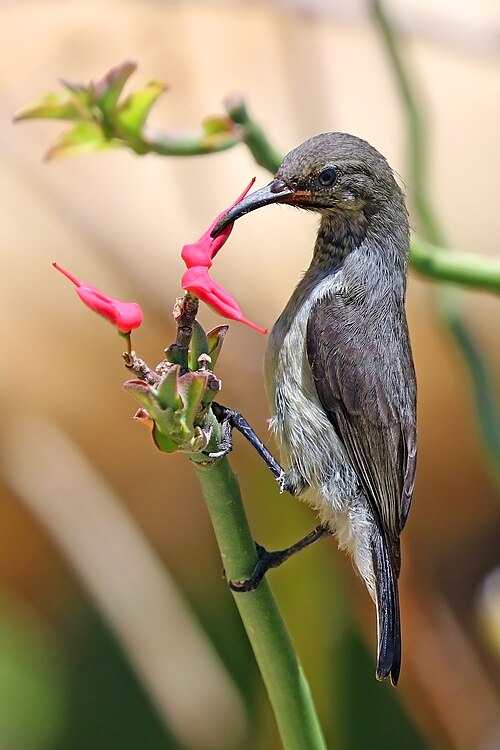 Souimanga malgache (Cinnyris sovimanga)