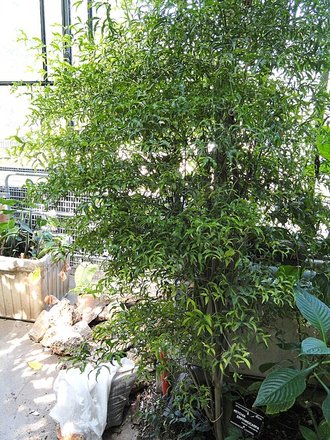 Petchia erythrocarpa