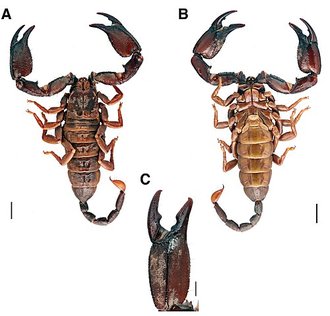 Opisthacanthus madagascariensis