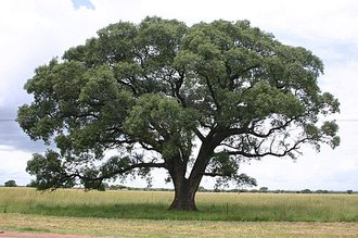 Marula (Sclerocarya birrea)