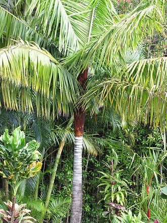 Dypsis leptocheilos