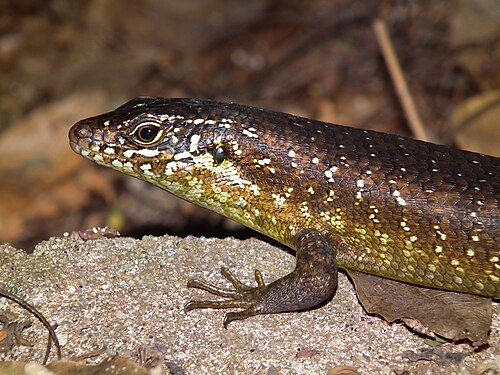 Zonosaurus brygooi