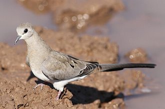 Tourterelle masquée (Oena capensis)