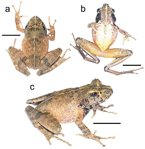 Gephyromantis angano