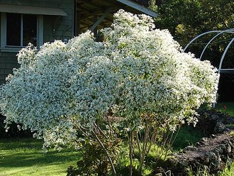 Euphorbia leucocephala