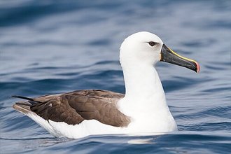 Albatros de l'océan Indien (Thalassarche carteri)